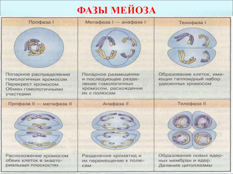 Типы и фазы деления клетки с картинками