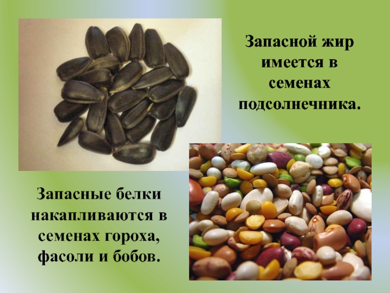 Запасной жир имеется в семенах подсолнечника.Запасные белки накапливаются в семенах гороха, фасоли и бобов.