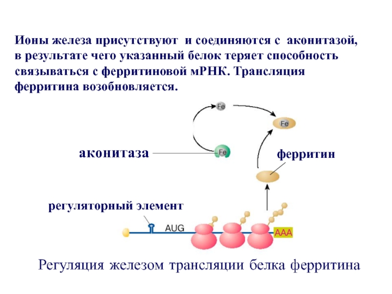 Регуляция белка