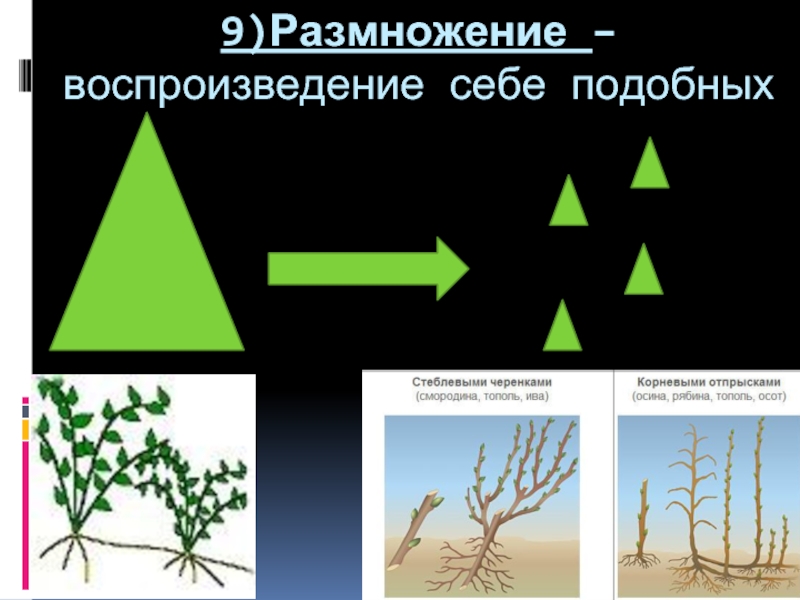 Воспроизведение себе подобных