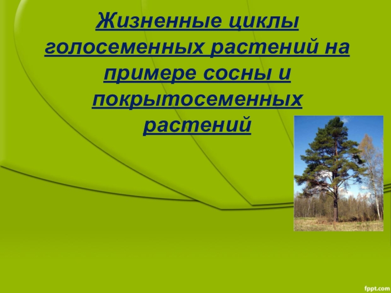 Жизненные циклы голосеменных растений на примере сосны и покрытосеменных