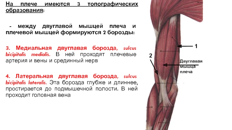 Двуглавая мышца плеча. Медиальная борозда двуглавой мышцы. Медиальная борозда мышцы плеча. Латеральная борозда двуглавой мышцы плеча. Плечевая артерия в медиальной борозде.