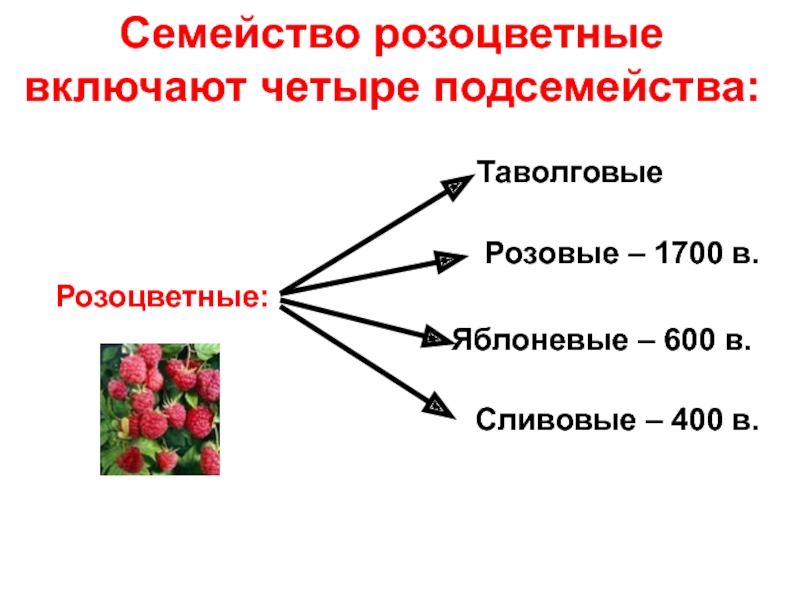 Характеристика плодов розоцветных. Розоцветные подсемейства. Семейство Розоцветные представители. Семейство Розоцветные примеры. Розоцветные растения примеры.