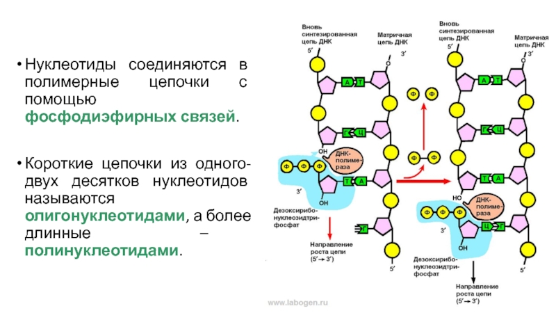 Фосфодиэфирная связь между нуклеотидами