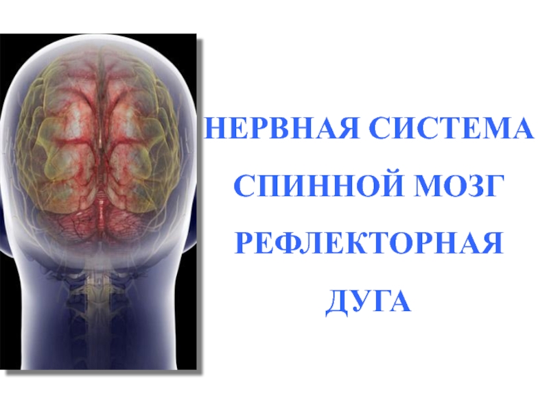 Нервная система  и спинной мозг 