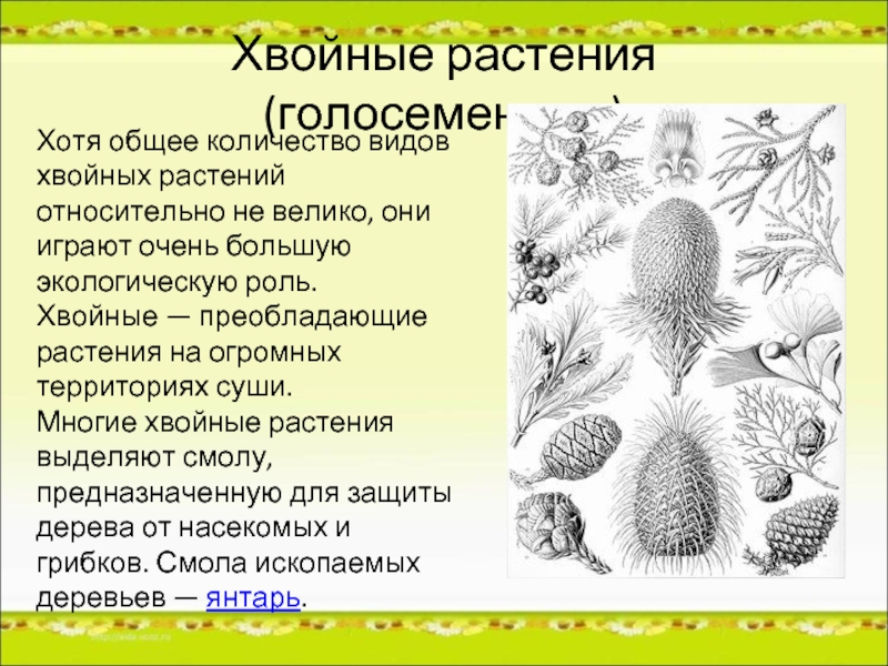 Какие жизненные формы свойственны голосеменным растениям. Число видов хвойных. Число видов хвойных растений. Сколько видов хвойных число. Преобладающие виды еловых растений.