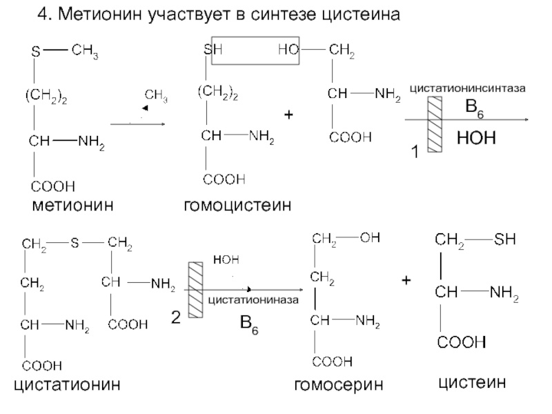 Метанин. Реакция образования цистеина из метионина. Синтез цистеина из метионина и Серина. Реакции синтеза цистеина из метионина. Образование цистеина из метионина.