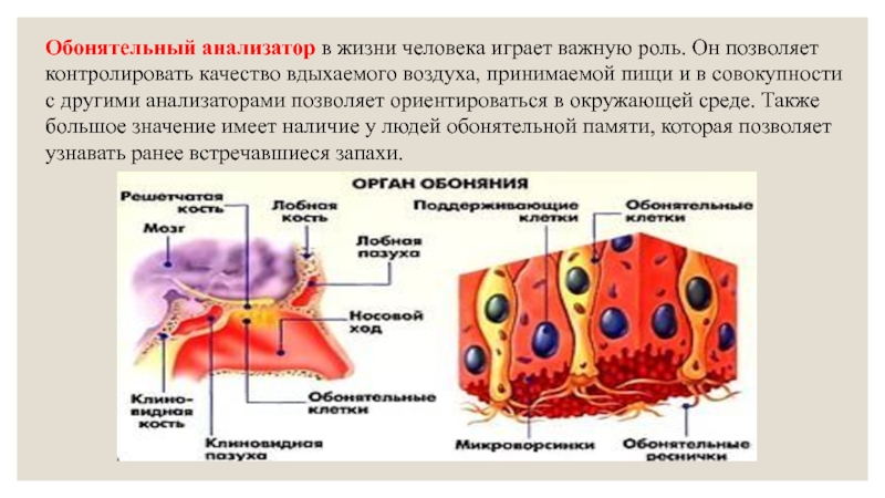 Схема обонятельного анализатора человека