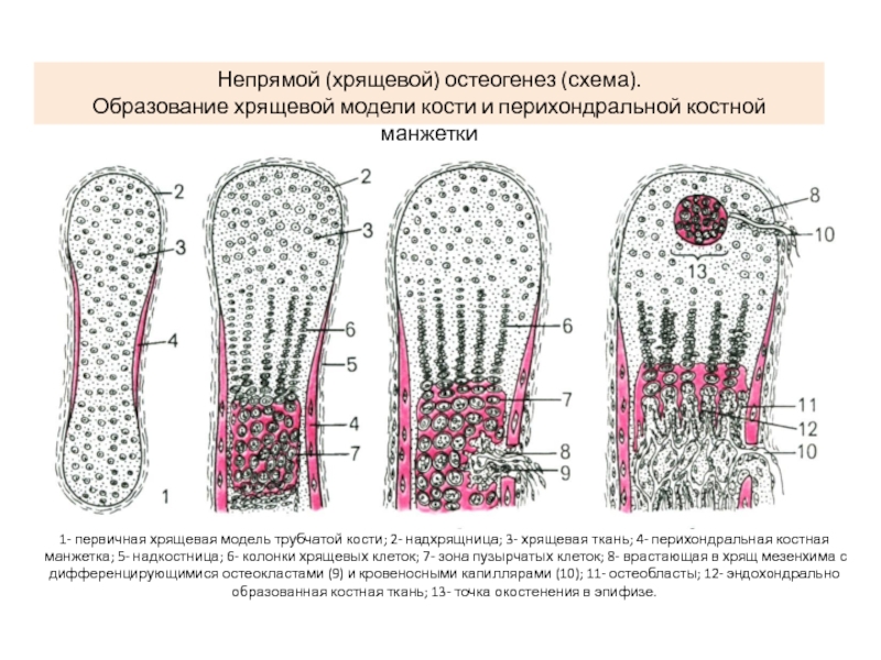 Схема непрямого остеогенеза гистология