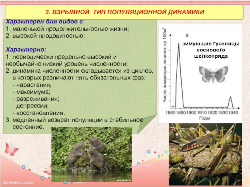 Плотность видовых популяций природной экосистемы