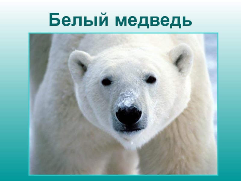 Презентация Белый медведь