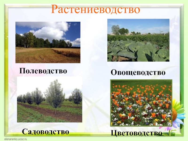 Растениеводство культуры 3 класс