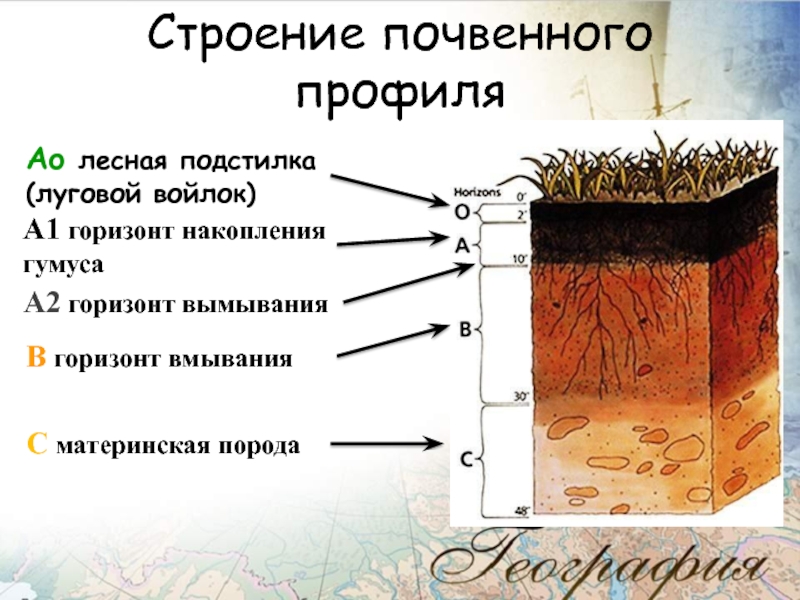 Схема строения почвенного профиля