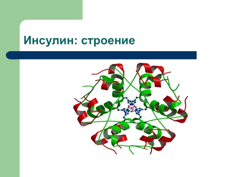 Химическая природа инсулина. Инсулин структура белка. Строение белка инсулина. Инсулин строение молекулы. Гормон инсулин структура.