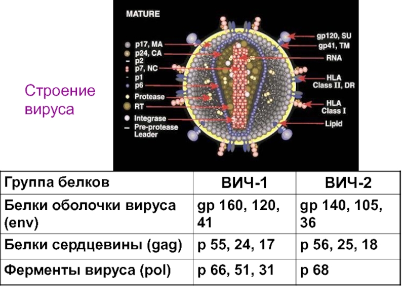 Белки вич. Структура ВИЧ 2. Вирус вич1 вич2 отличия. ВИЧ 1/2. Вирус иммунодефицита человека.