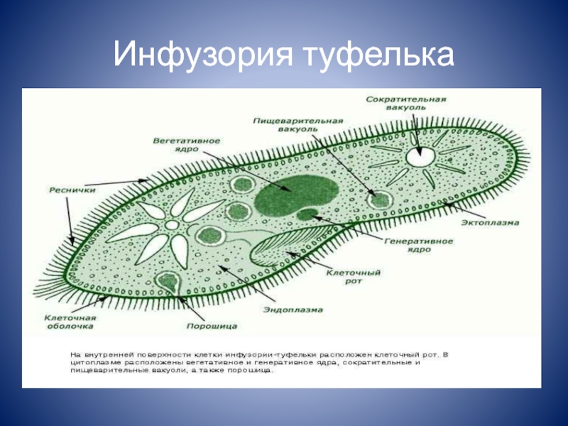 Что такое инфузория туфелька