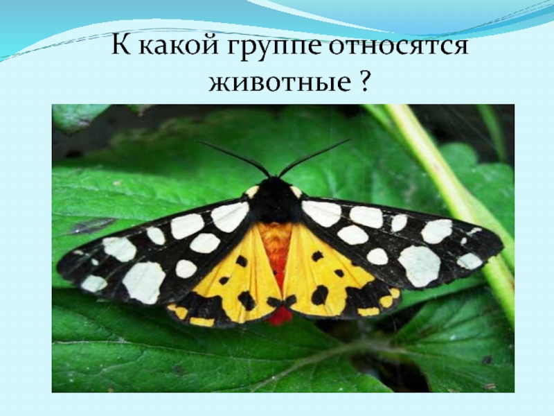 Бабочки относятся к группе. Бабочка к какой группе животных относится. К каким группам относятся животные. Мотылёк к какому семейству относится. Группа животных к которым относится бабочка.