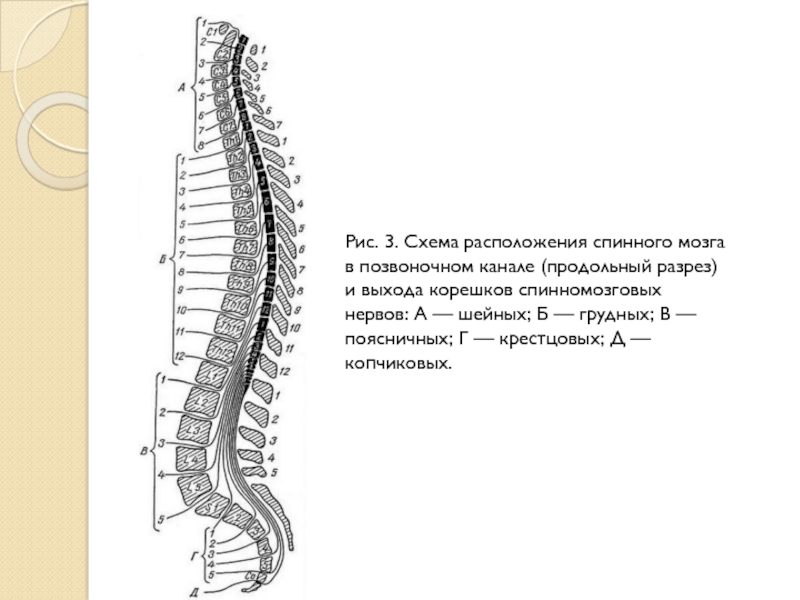 Кабель канал позвоночник