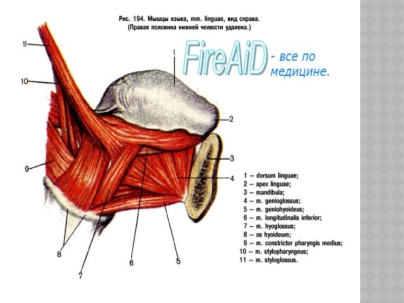 Мышцы языка анатомия картинки
