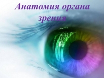 Анатомия органа зрения