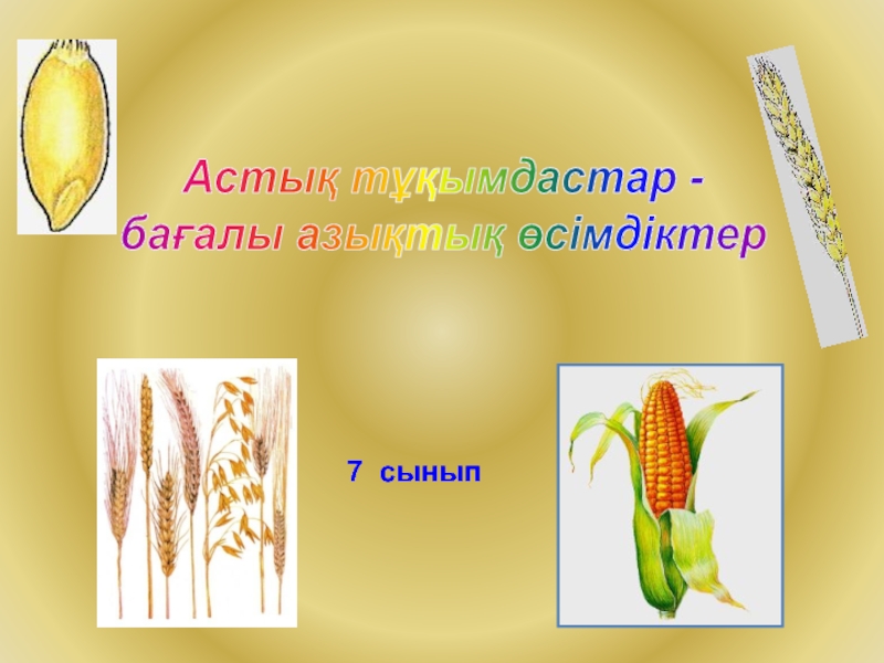 7 сынып
Астық тұқымдастар -
бағалы азықтық өсімдіктер
