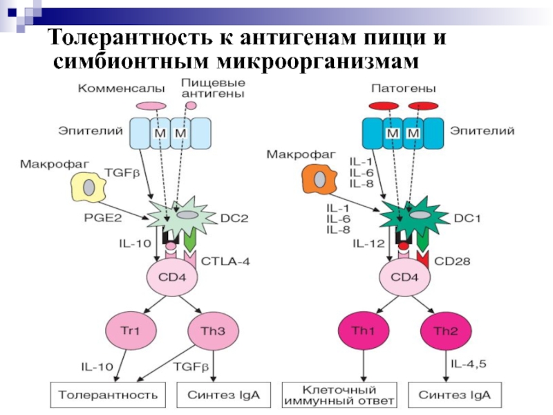 Иммунологическая толерантность. Иммунопатологическая толерантность. Толерантность к антигену. Толерантность к антигенам пищи. Антигены пищи.