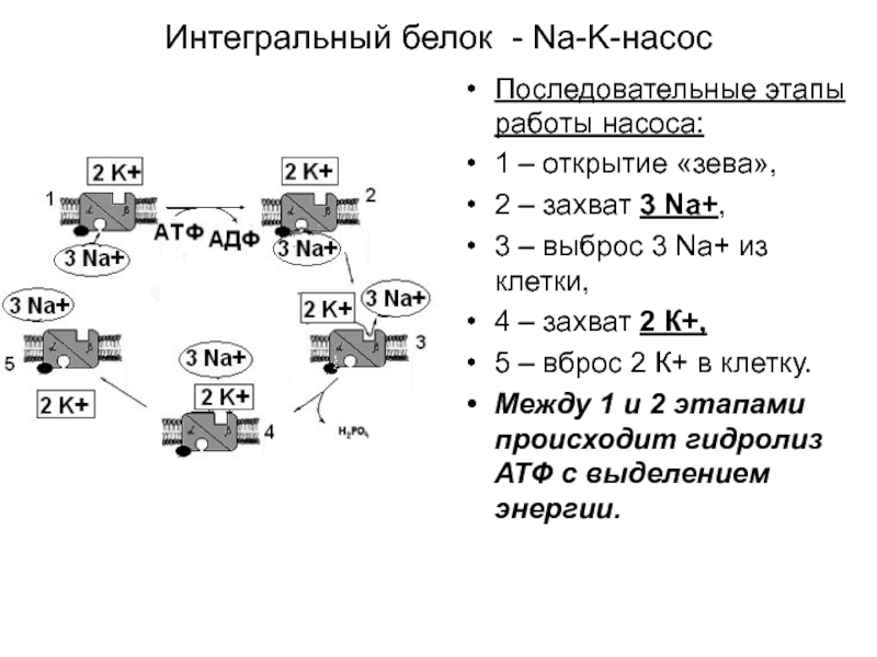 Интегральный белок