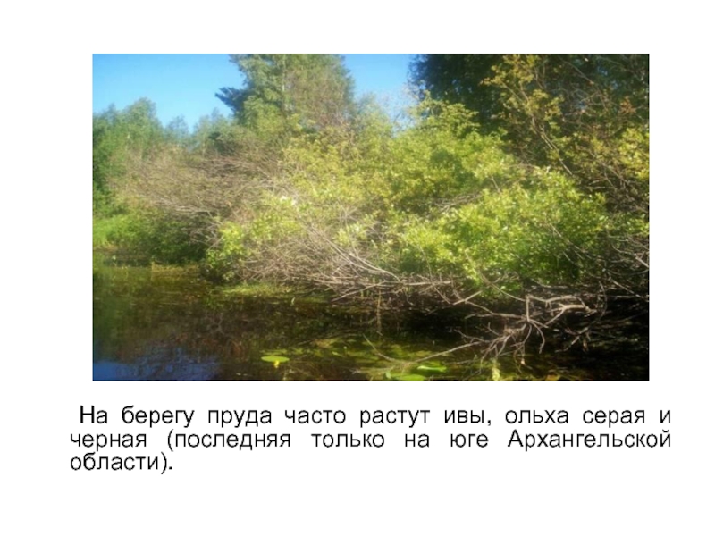 На берегу пруда часто растут ивы, ольха серая и черная (последняя только на юге Архангельской области).