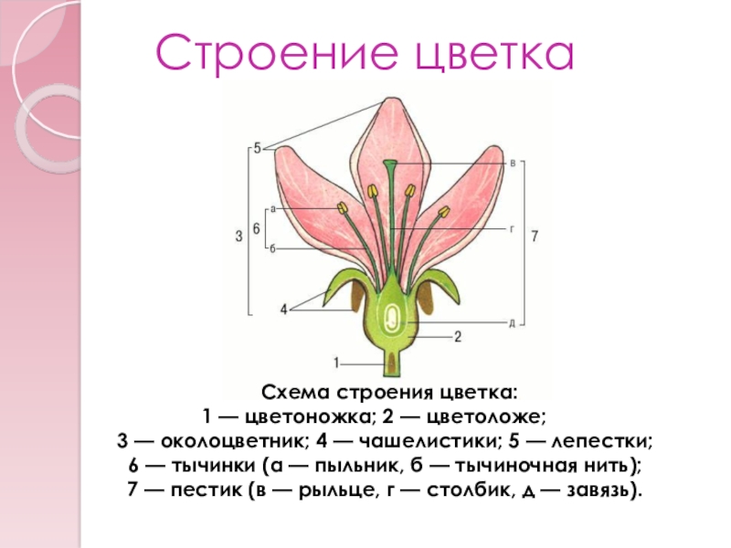 Цветок состоит из околоцветника тычинок. Строение лилейных растений схема. Пыльник тычиночная нить рыльце. Околоцветник схема цветка. Строение цветка лилейных схема.
