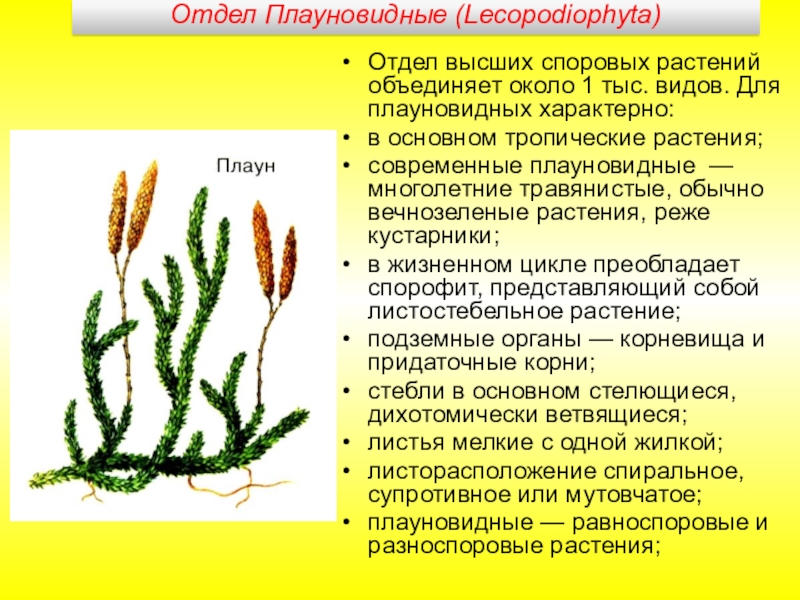 Рисунок плауновидных растений