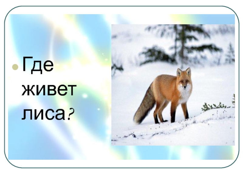 Где живет лиса. Где обитает лиса. Где обитает лиса на карте. Где обитает лиса в России на карте.