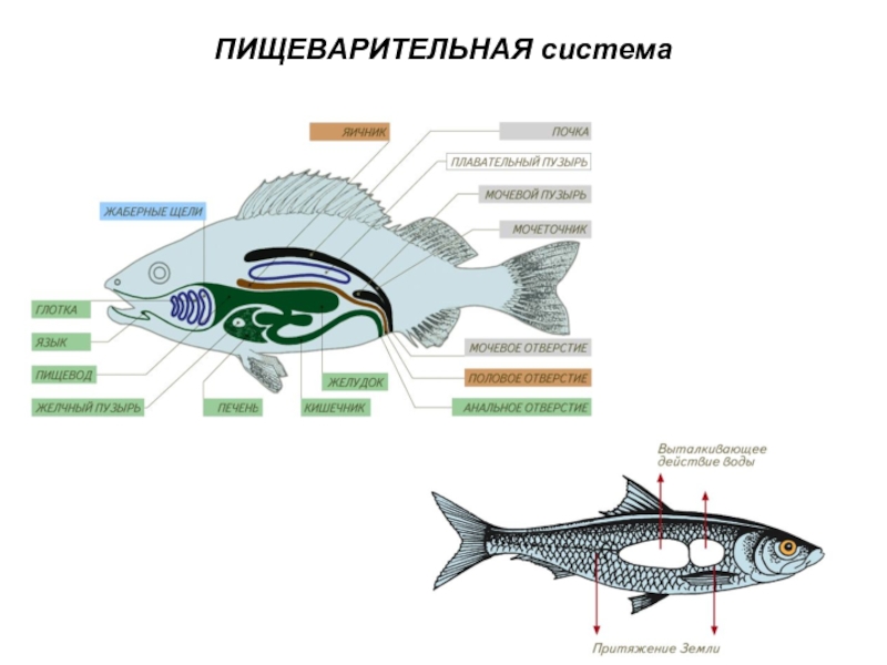 Пищеварительная система рыбы рисунок