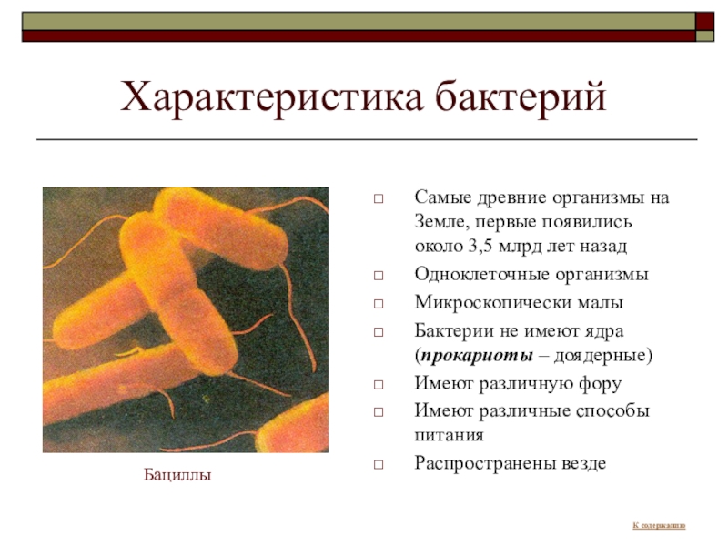 Проект бактерии древнейшая форма организмов проект 6 класс