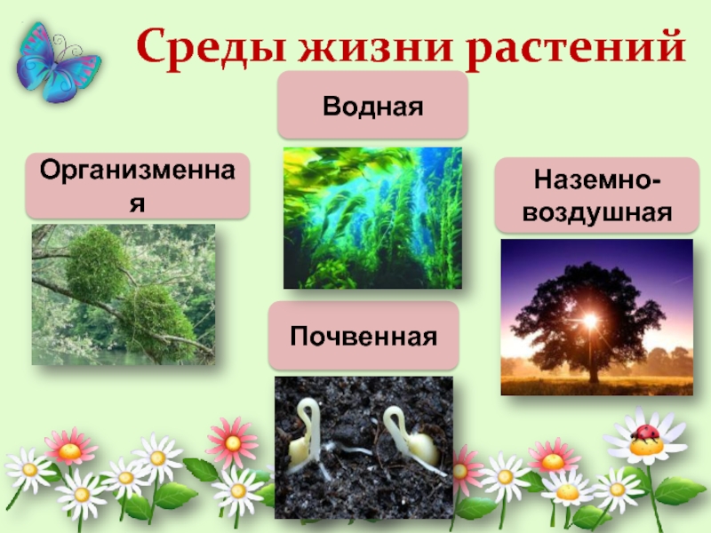 Тема жизнь растений