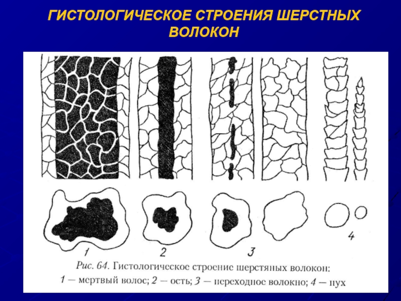 Строение волокон. Гистологическое строение шерстяных волокон. Типы шерстных волокон овец. Строение шерстяного волокна. Строение шерстяных волокон овец.