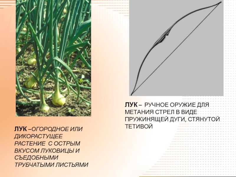 Лук растение и лук оружие. Лук – оружие для метания стрел. Предложение со словом лук. Стрелы лука растения.