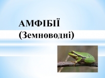 ЗЕМНОВОДНІ