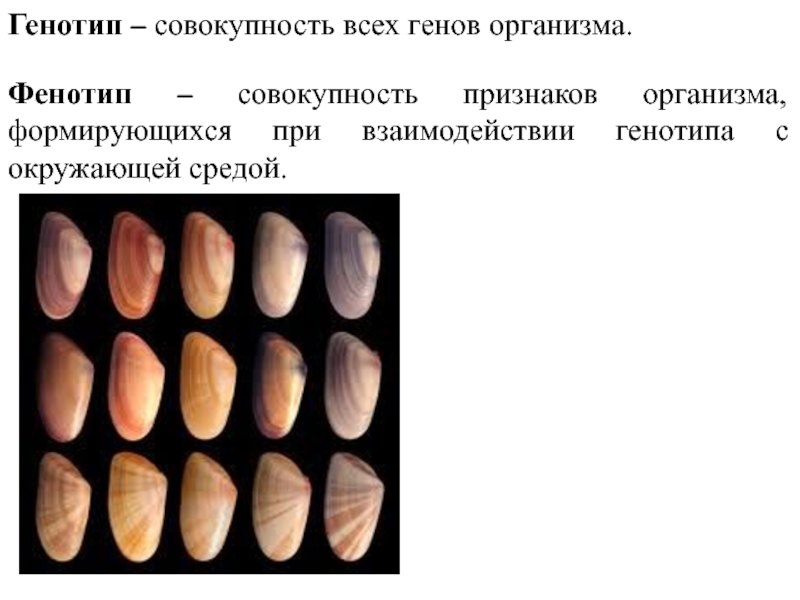 Генотип и здоровье человека 9 класс презентация