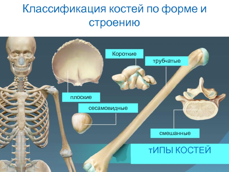 Виды костей человека