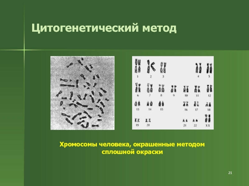 Цитогенетический метод генетики презентация