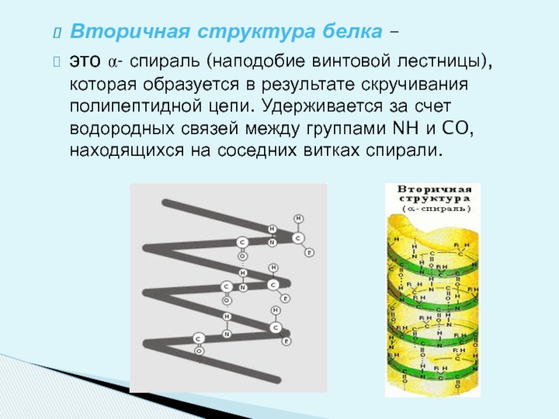Спираль белков. Вторичная структура белка удерживается. Вторичная структура белка спираль. Вторичная структура. Α-спираль.