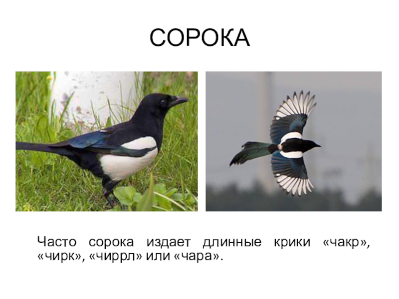 История сороки. Сорока. Сорока обыкновенная. Интересно о Сороке. Описание сороки.