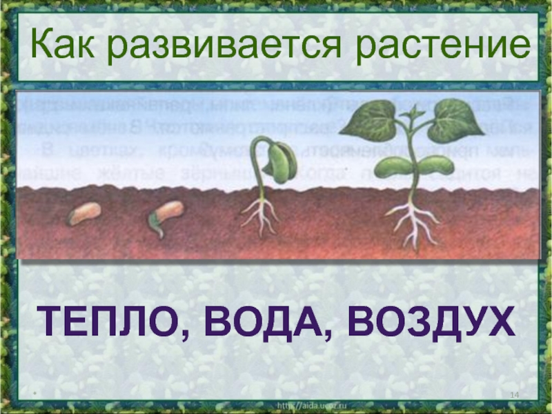 Определи последовательность развития растения из семени. Размножение и развитие растений. Как развивается растение. Рост развитие и размножение растений. Развитие растений 3 класс.