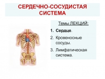 СЕРДЕЧНО-СОСУДИСТАЯ СИСТЕМА