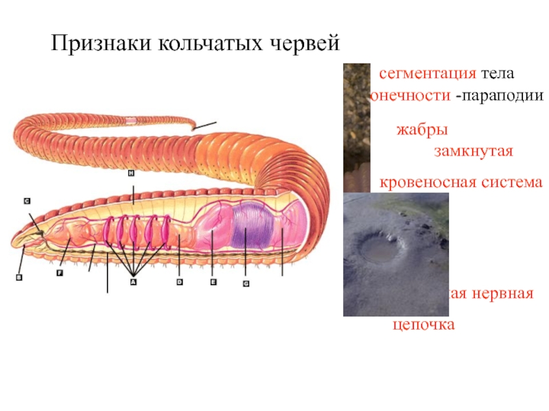 Тело червей разделено на. Кровеносная система кольчатых червей. Сегментация тела кольчатых червей. Сегментированное тело у кольчатых червей. Кольчатые черви сегментация.