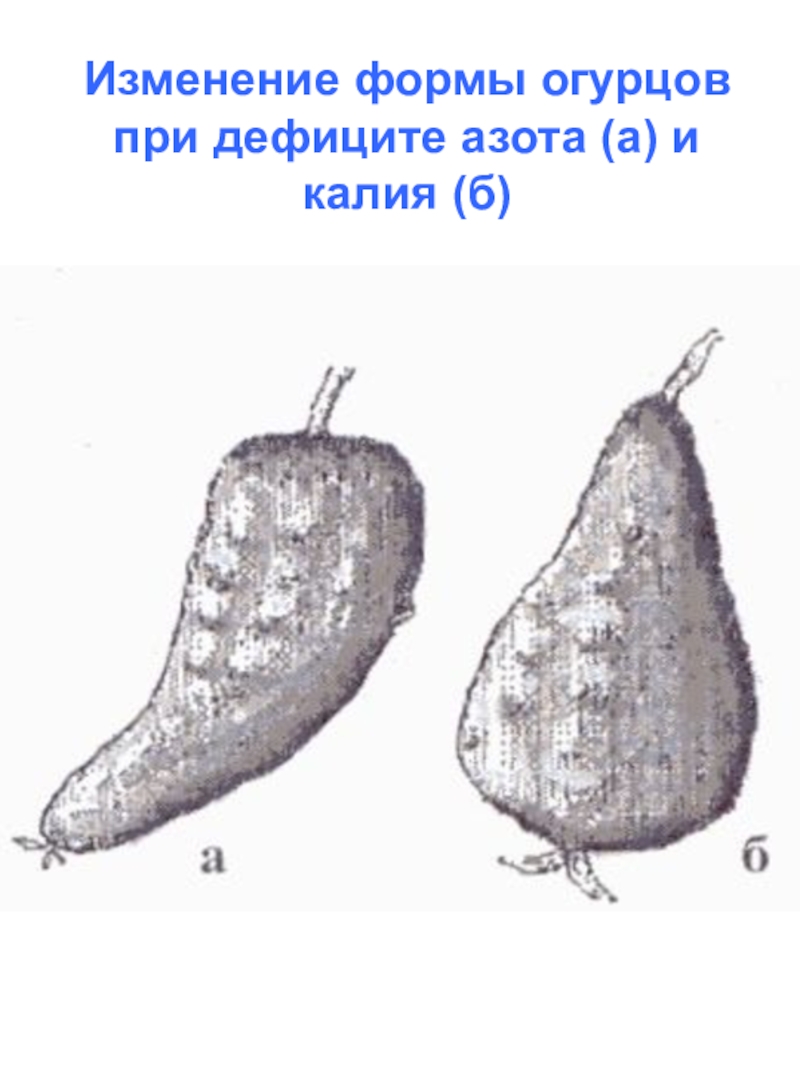 Форма плодов огурца. Форма плода огурца. Изменение формы огурцов. Изменилась форма плодов огурцов. Изменения формы огурца огурца.