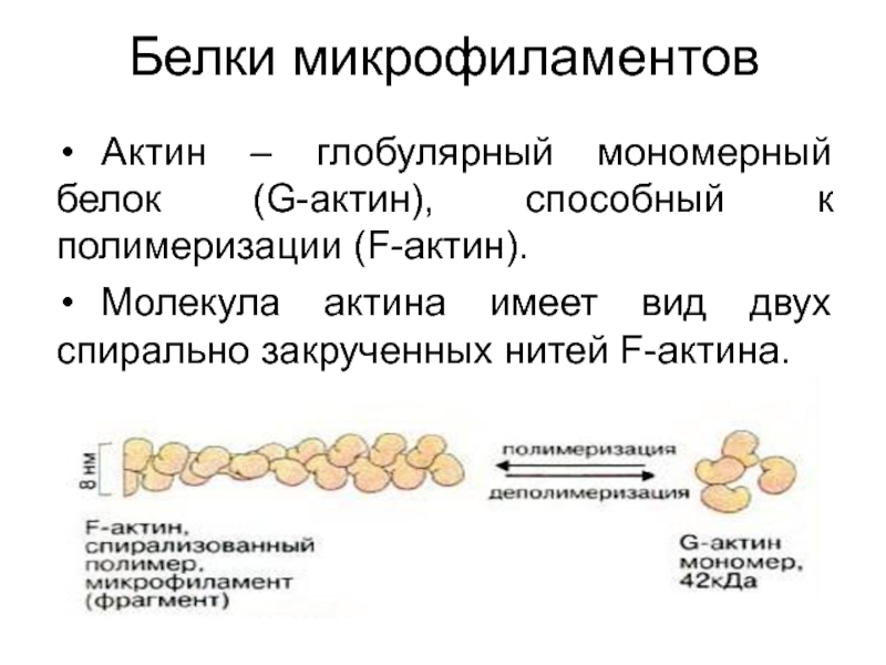 Белки полимеризации