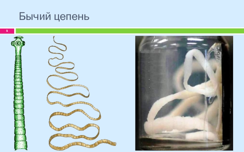 Жизнь ленточного червя. Паразитические ленточные черви.