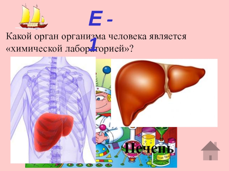 Своя игра по биологии 8 класс презентация