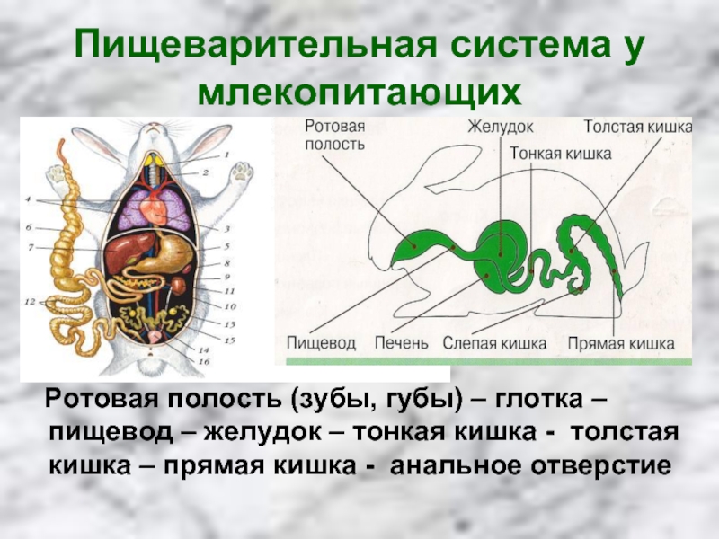 Пищеварительная система у млекопитающих  Ротовая полость (зубы, губы) – глотка – пищевод – желудок – тонкая